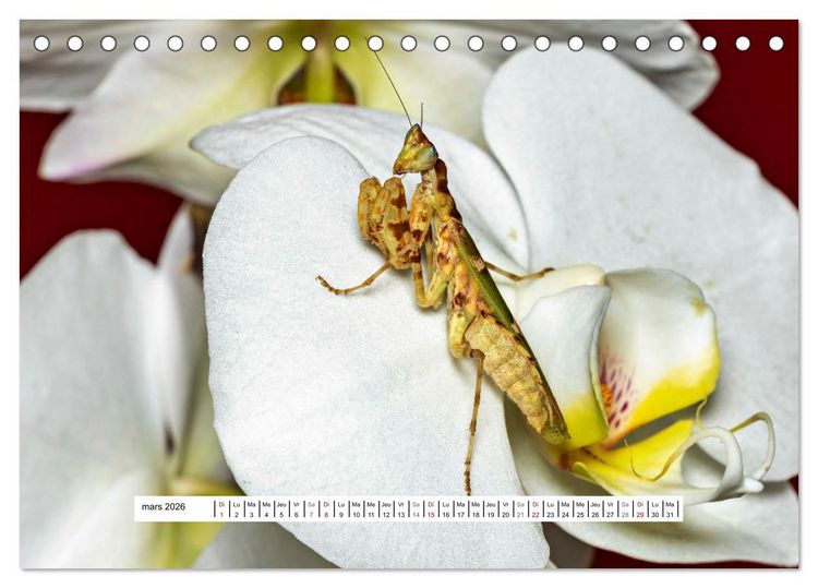 Produktbild: Chasseresses mystiques (Calendrier de bureau 2026 DIN A5 vertical), CALVENDO calendrier mensuel