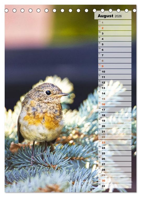 Produktbild: Niedliche Rotkehlchen (Tischkalender 2026 DIN A5 hoch), CALVENDO Monatskalender