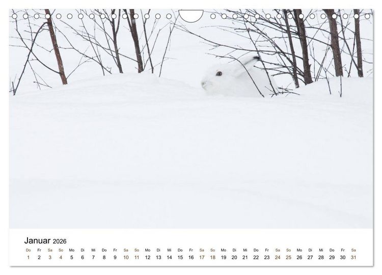 Produktbild: Finnland: eine tierische Entdeckungsreise (Wandkalender 2026 DIN A4 quer), CALVENDO Monatskalender