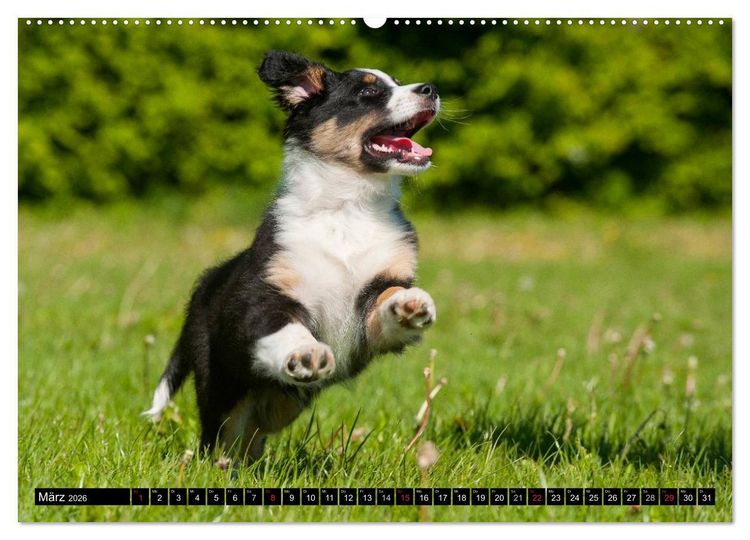 Produktbild: Bekannt wie ein bunter Hund. Australian Shepherd (Wandkalender 2026 DIN A2 quer), CALVENDO Monatskalender
