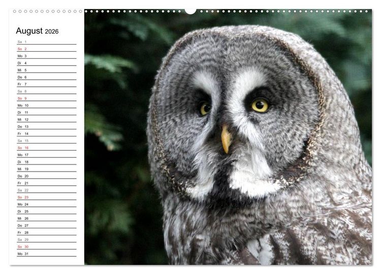 Produktbild: Greifv&ouml;gel, Eulen und K&auml;uze (hochwertiger Premium Wandkalender 2026 DIN A2 quer), Kunstdruck in Hochglanz