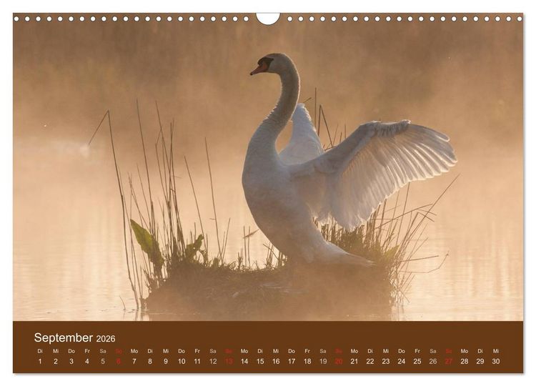 Produktbild: Der Federsee - Vogelparadies in Oberschwaben (Wandkalender 2026 DIN A3 quer), CALVENDO Monatskalender