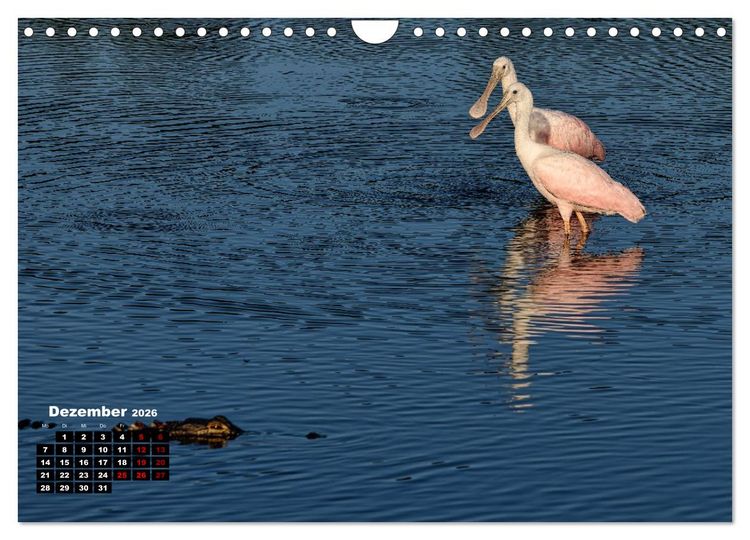 Produktbild: Floridas wunderbare Vogelwelt (Wandkalender 2026 DIN A4 quer), CALVENDO Monatskalender