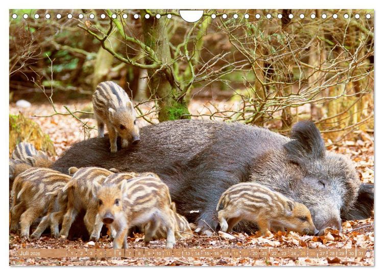 Produktbild: Wildtiere des Waldes: Hier wird der Mythos Wald lebendig (Wandkalender 2026 DIN A4 quer), CALVENDO Monatskalender