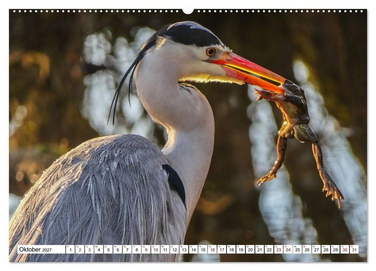 Produktbild: Das Schwenninger Moos - ein vielseitiger Lebensraum (hochwertiger Premium Wandkalender 2027 DIN A2 quer), Kunstdruck in Hochglanz