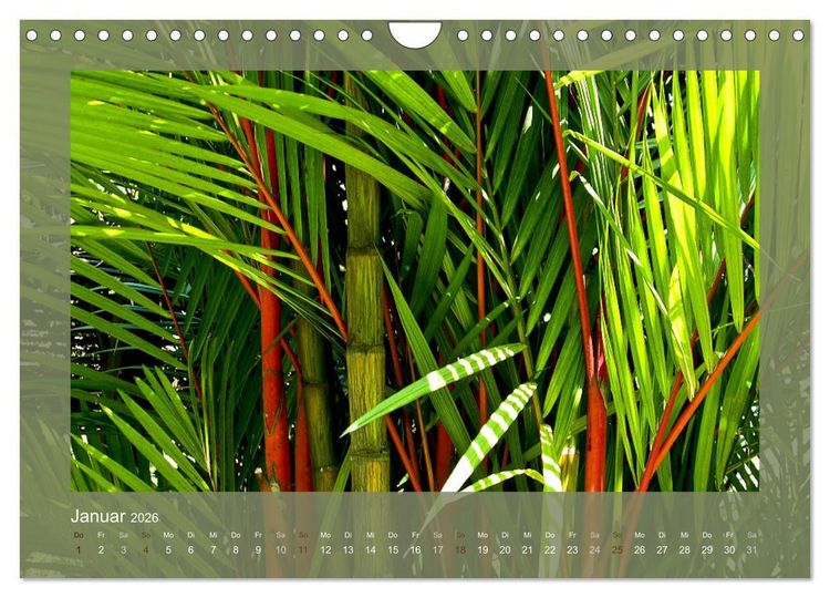 Produktbild: Bambus (Wandkalender 2026 DIN A4 quer), CALVENDO Monatskalender