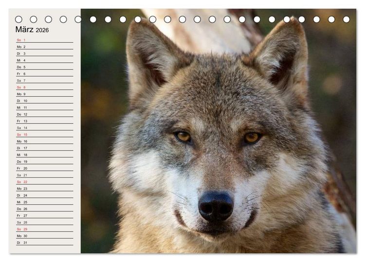 Produktbild: W&ouml;lfe. Verwegene Anmut (Tischkalender 2026 DIN A5 quer), CALVENDO Monatskalender