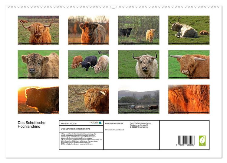 Produktbild: Das Schottische Hochlandrind (hochwertiger Premium Wandkalender 2026 DIN A2 quer), Kunstdruck in Hochglanz