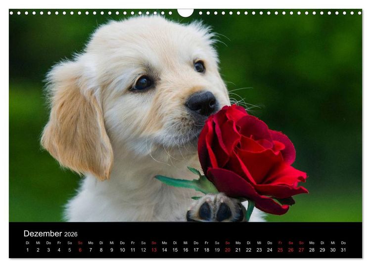 Produktbild: Golden Retriever - Ein Herz auf 4 Pfoten (Wandkalender 2026 DIN A3 quer), CALVENDO Monatskalender