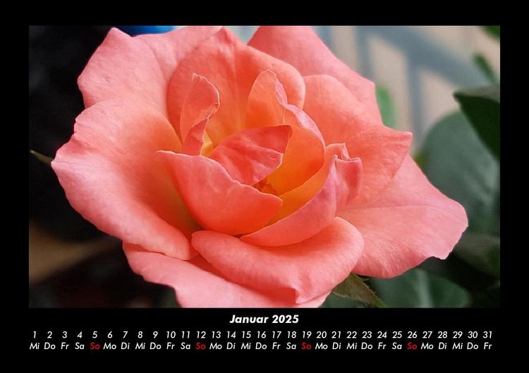 Produktbild: Strahlend sch&ouml;ne Rosen 2025 Fotokalender DIN A3