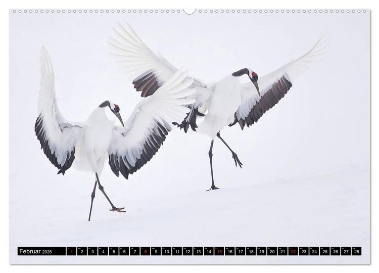 Produktbild: Japanische Vogelwelt im Winter (Wandkalender 2026 DIN A2 quer), CALVENDO Monatskalender