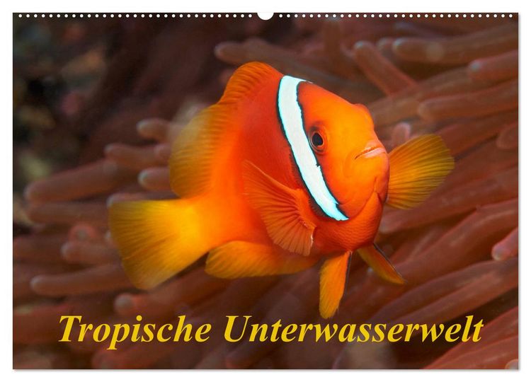 Produktbild: Tropische Unterwasserwelt (Wandkalender 2026 DIN A2 quer), CALVENDO Monatskalender