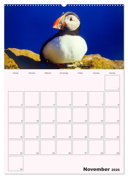 Produktbild: Papageitaucher Monatsplaner (Wandkalender 2026 DIN A2 hoch), CALVENDO Monatskalender