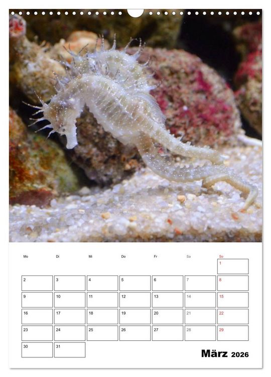 Produktbild: Zauberwelt. Fische, Korallen und Co. (Wandkalender 2026 DIN A3 hoch), CALVENDO Monatskalender