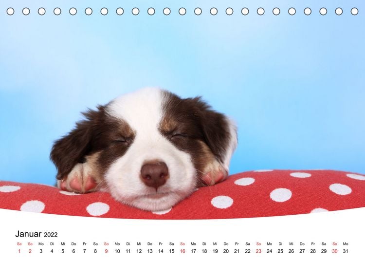 Produktbild: S&uuml;&szlig;e Tr&auml;ume 2022 - schlafende Hundewelpen (Tischkalender 2022 DIN A5 quer)