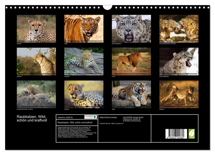 Produktbild: Raubkatzen. Wild, sch&ouml;n und kraftvoll (Wandkalender 2026 DIN A3 quer), CALVENDO Monatskalender