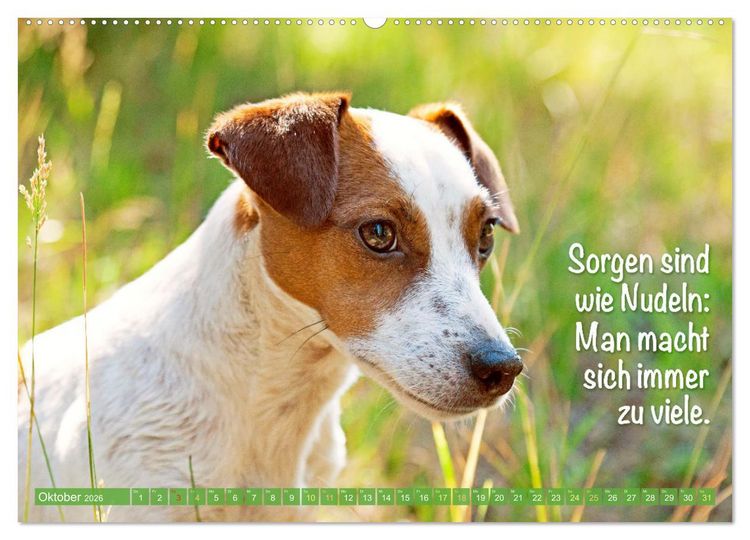 Produktbild: Jack Russell Terrier: Komm spielen (hochwertiger Premium Wandkalender 2026 DIN A2 quer), Kunstdruck in Hochglanz