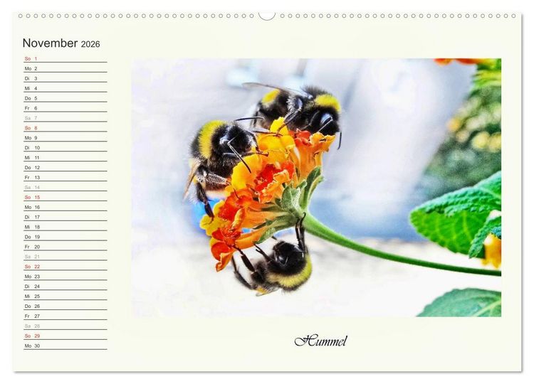 Produktbild: Blaue Holzbiene &ndash; Hummel &ndash; und Taubenschw&auml;nzchen. (hochwertiger Premium Wandkalender 2026 DIN A2 quer), Kunstdruck in Hochglanz