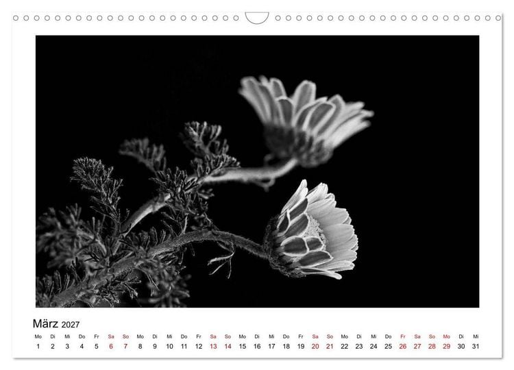 Produktbild: Die grafische Sch&ouml;nheit der Pflanzen &ndash; Schwarz-Wei&szlig; (Wandkalender 2027 DIN A3 quer), CALVENDO Monatskalender