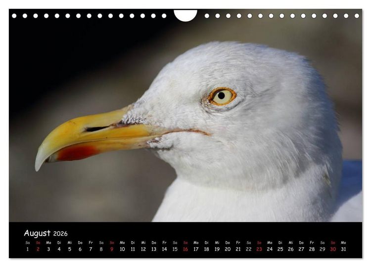 Produktbild: V&ouml;gel der Nordseek&uuml;ste (Wandkalender 2026 DIN A4 quer), CALVENDO Monatskalender