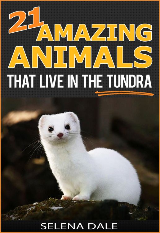 Produktbild: 21 Amazing Animals That Live In The Tundra (Weird & Wonderful Animals, #5)