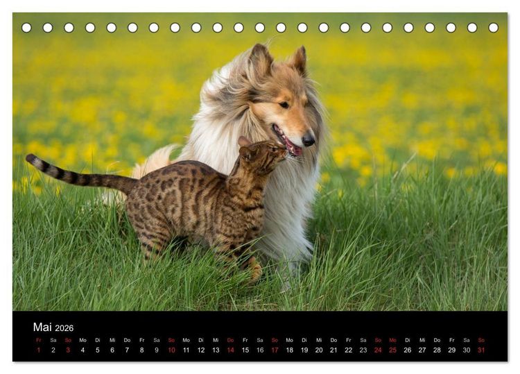 Produktbild: Ziva und ihre Freunde (Tischkalender 2026 DIN A5 quer), CALVENDO Monatskalender