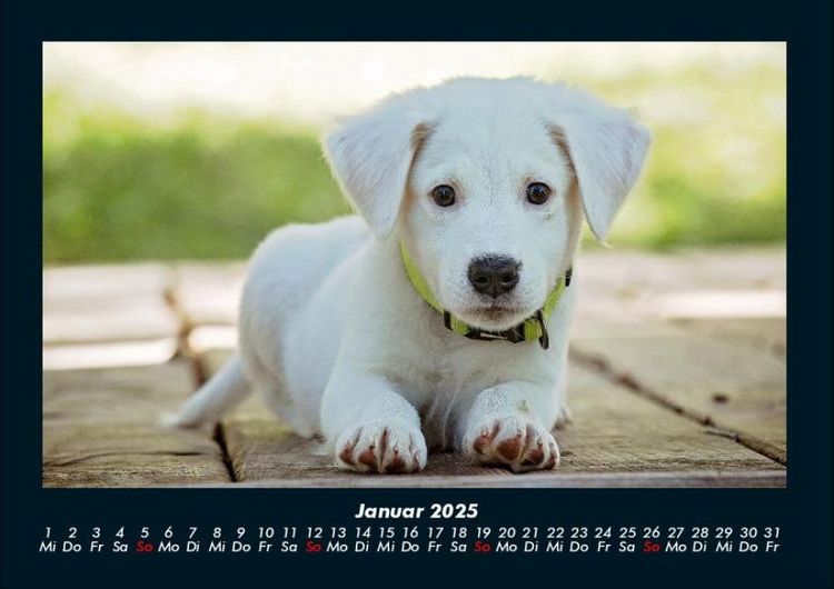 Produktbild: Hunde 2025 Fotokalender DIN A4