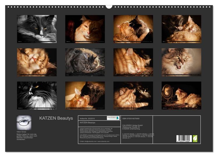 Produktbild: KATZEN Beautys (Wandkalender 2026 DIN A2 quer), CALVENDO Monatskalender