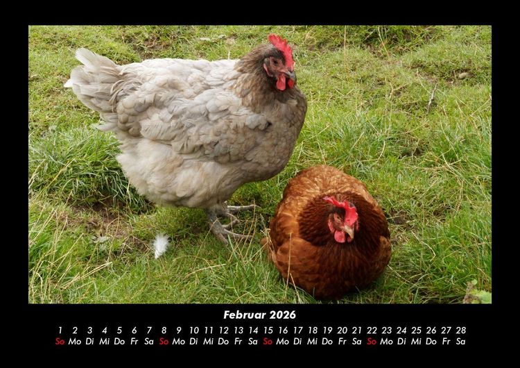 Produktbild: Der Tierkalender 2026 Fotokalender DIN A3