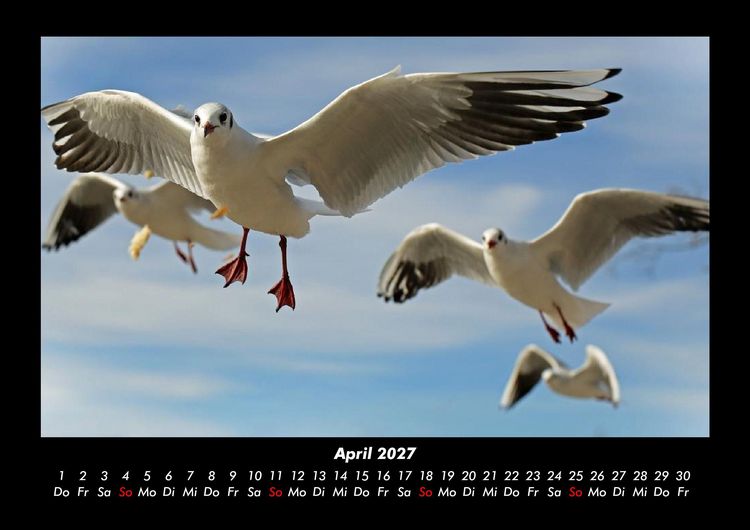 Produktbild: Vogelparadies 2027 Fotokalender DIN A3