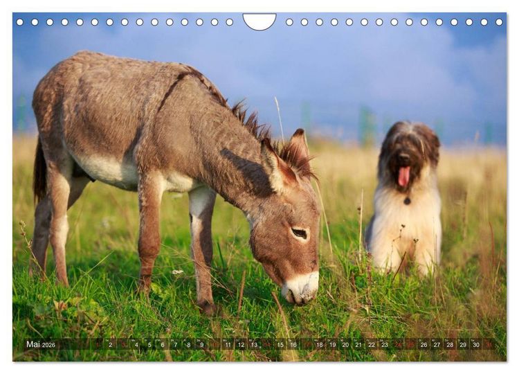 Produktbild: Kleiner Esel. Boldewyn und seine Freunde (Wandkalender 2026 DIN A4 quer), CALVENDO Monatskalender