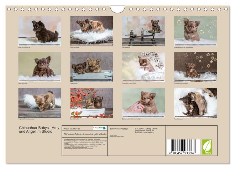 Produktbild: Chihuahua-Babys - Amy und Angel im Studio (Wandkalender 2026 DIN A4 quer), CALVENDO Monatskalender