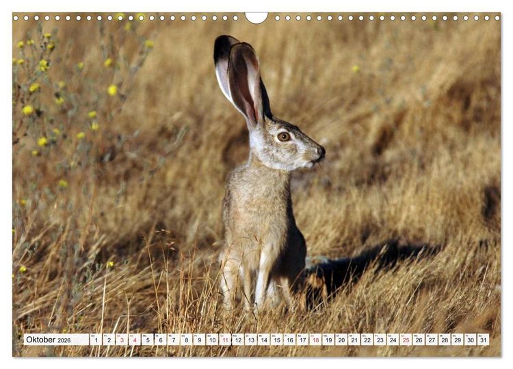 Produktbild: Kaninchen und Hasen (Wandkalender 2026 DIN A3 quer), CALVENDO Monatskalender