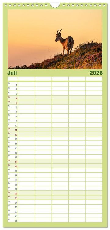 Produktbild: Familienplaner 2026 - Steinbock - K&ouml;nig der Alpen mit 5 Spalten (Wandkalender, 21 x 45 cm) CALVENDO