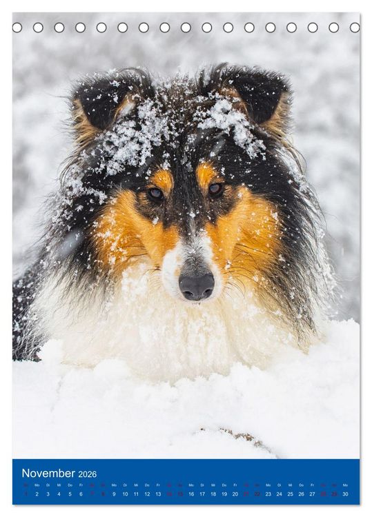 Produktbild: Traumhund Collie - Gl&uuml;ck auf vier Pfoten (Tischkalender 2026 DIN A5 hoch), CALVENDO Monatskalender