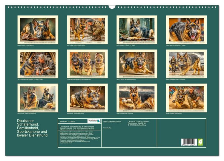 Produktbild: Deutscher Sch&auml;ferhund. Familienheld, Sportskanone und loyaler Diensthund (Wandkalender 2026 DIN A2 quer), CALVENDO Monatskalender