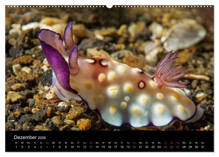 Produktbild: Unterwasserwelt Nacktschnecken (Wandkalender 2026 DIN A2 quer), CALVENDO Monatskalender