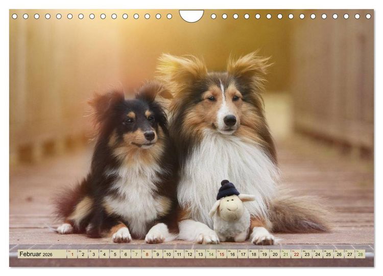 Produktbild: SHELTIES Liebe auf 4 Pfoten (Wandkalender 2026 DIN A4 quer), CALVENDO Monatskalender