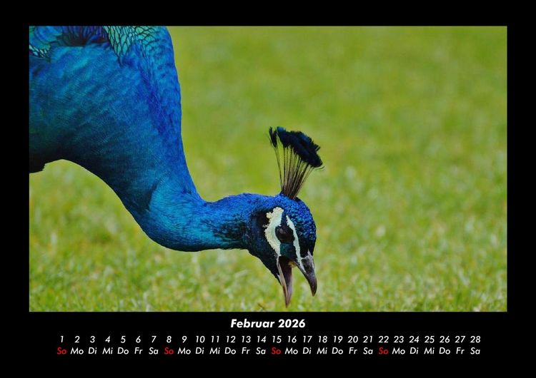 Produktbild: V&ouml;gel 2026 Fotokalender DIN A3