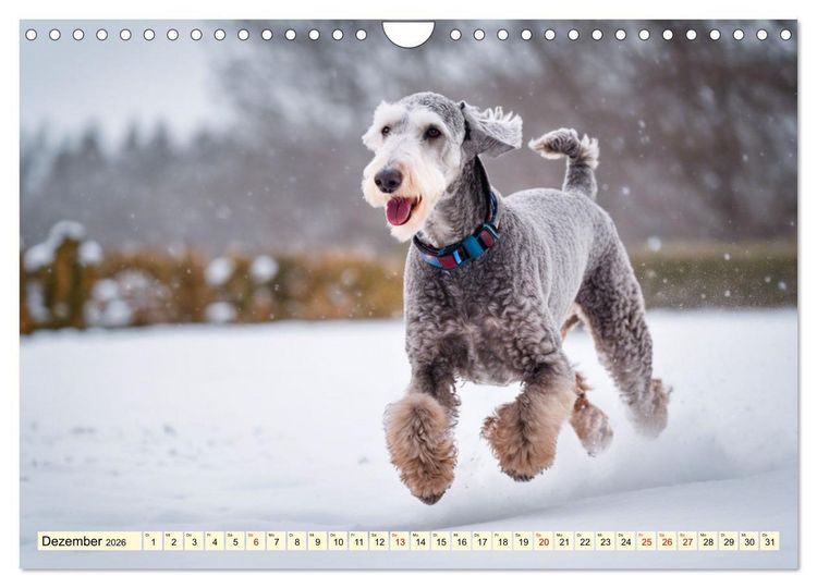 Produktbild: Bedlington Terrier - Hunde im Schafspelz (Wandkalender 2026 DIN A4 quer), CALVENDO Monatskalender