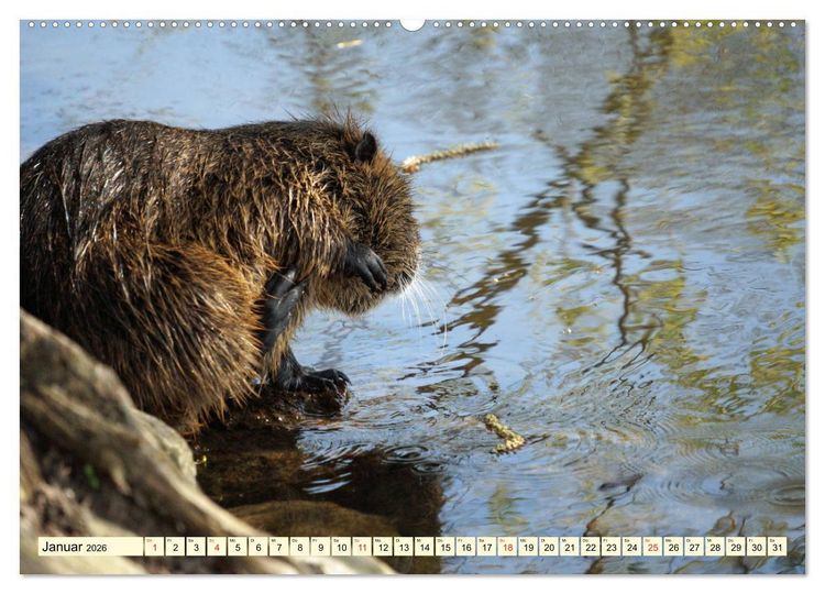 Produktbild: Nutrias Pei&szlig;nitzinsel Halle Saale (hochwertiger Premium Wandkalender 2026 DIN A2 quer), Kunstdruck in Hochglanz
