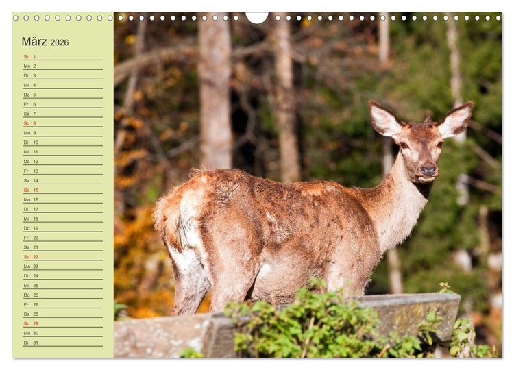 Produktbild: Wir sind die Stars im Wald (Wandkalender 2026 DIN A3 quer), CALVENDO Monatskalender