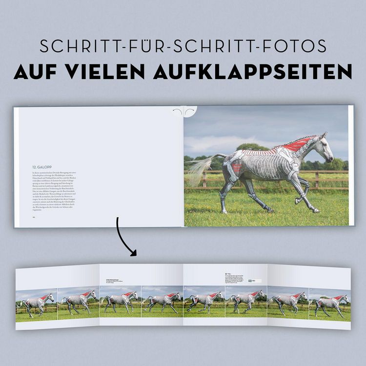 Produktbild: Anatomie in Bewegung