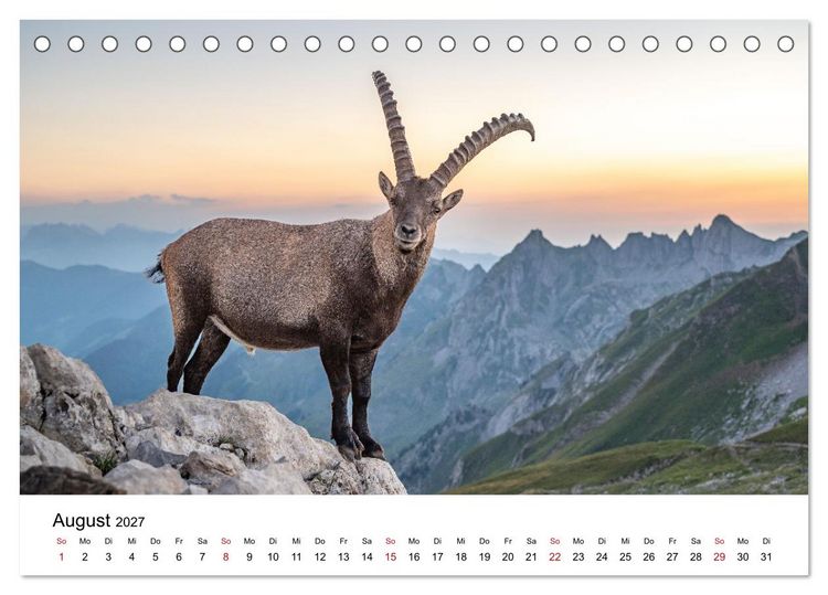 Produktbild: Steinb&ouml;cke - Eindr&uuml;ckliche K&ouml;nige der Alpen (Tischkalender 2027 DIN A5 quer), CALVENDO Monatskalender