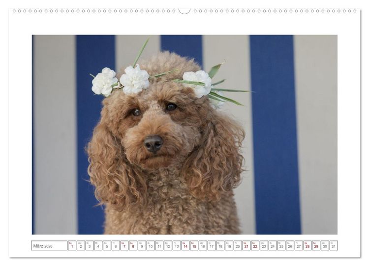 Produktbild: Maltipoo - Malteser -Pudel (Wandkalender 2026 DIN A2 quer), CALVENDO Monatskalender