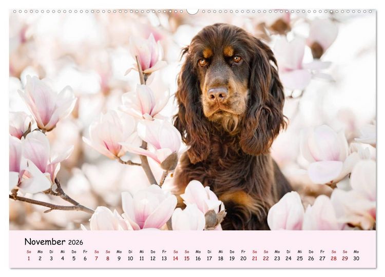 Produktbild: Elvis ein Engl. Cocker Spaniel wird Gro&szlig; (Wandkalender 2026 DIN A2 quer), CALVENDO Monatskalender