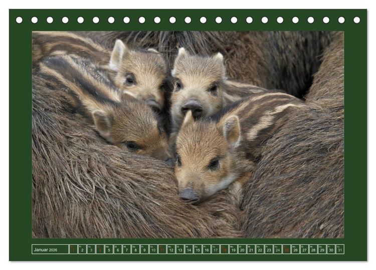 Produktbild: Schweinkram - Die Wildschweine sind los (Tischkalender 2026 DIN A5 quer), CALVENDO Monatskalender