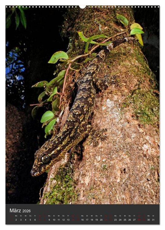 Produktbild: GECKOS (hochwertiger Premium Wandkalender 2026 DIN A2 hoch), Kunstdruck in Hochglanz