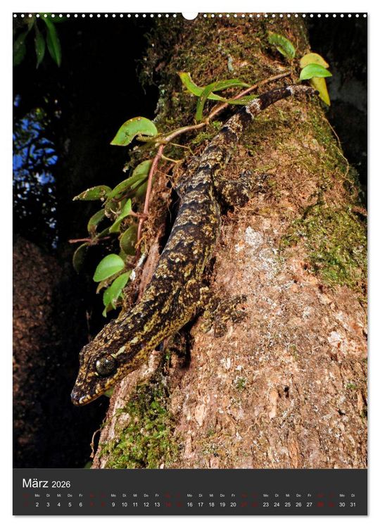 Produktbild: GECKOS (Wandkalender 2026 DIN A2 hoch), CALVENDO Monatskalender