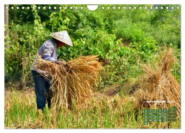 Produktbild: Riz de Chine (Calendrier mural 2026 DIN A4 vertical), CALVENDO calendrier mensuel